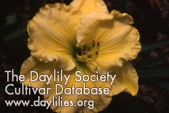 Daylily Built to Last